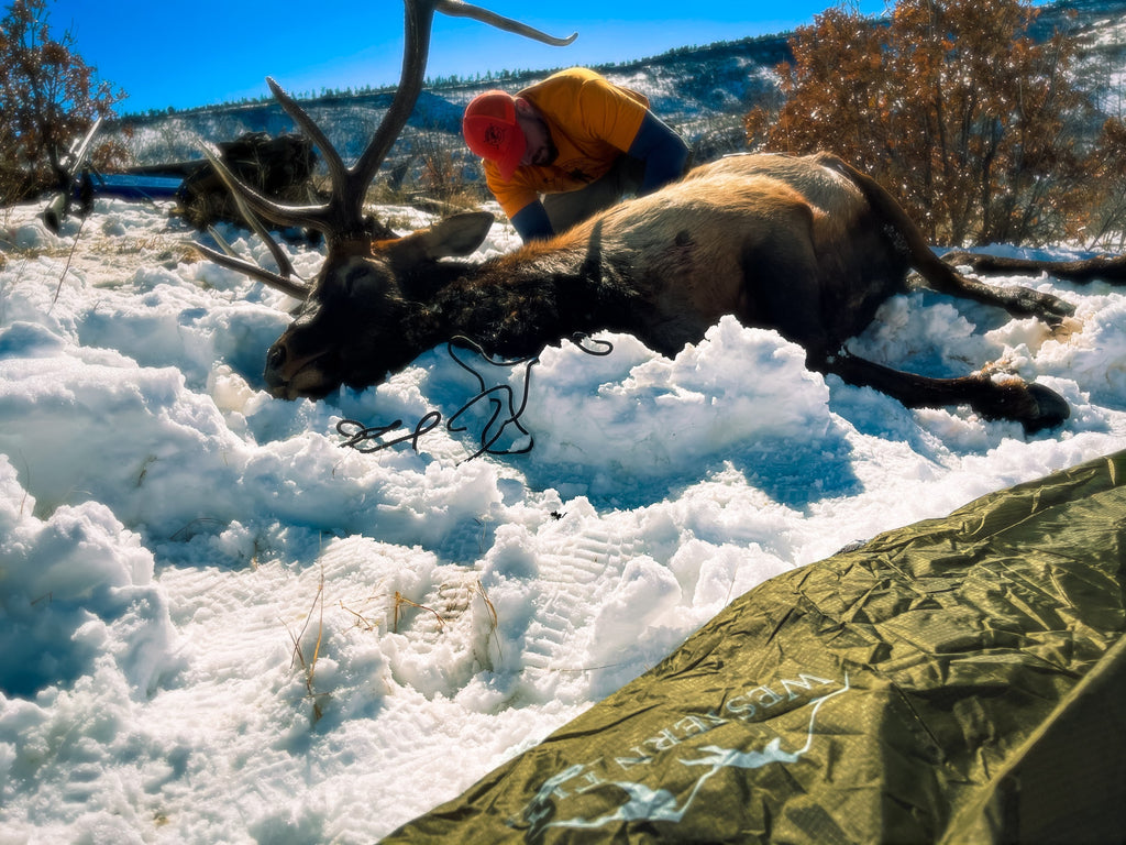 Hunted elk lying on snow with a hunter in the background